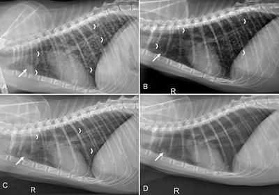 Case Report: Successful Management of a Compressive Intraspinal Coccidioides Species Granuloma in a Cat